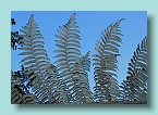 43_The Silver Fern